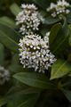 Skimmia japonica Skimia japońska